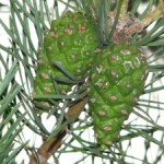 Сироп из зеленых шишек