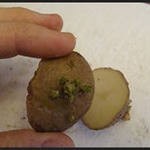 Посадка картофеля половинками