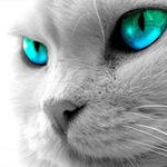 кошки