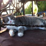 кот
