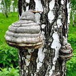 чага