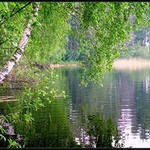 береза