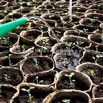 марганцовка при поливе
