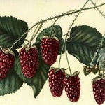 Мичуринский Техас 