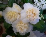 камелия
